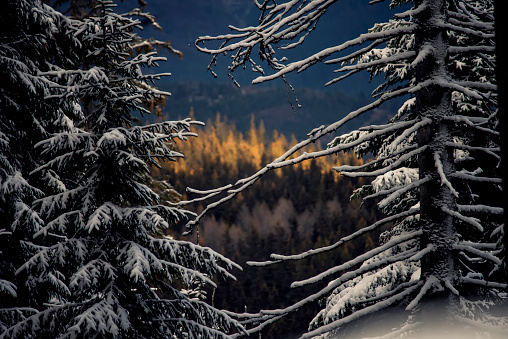 Majestic winter landscape. Snow-covered spruce trees in the mountains.