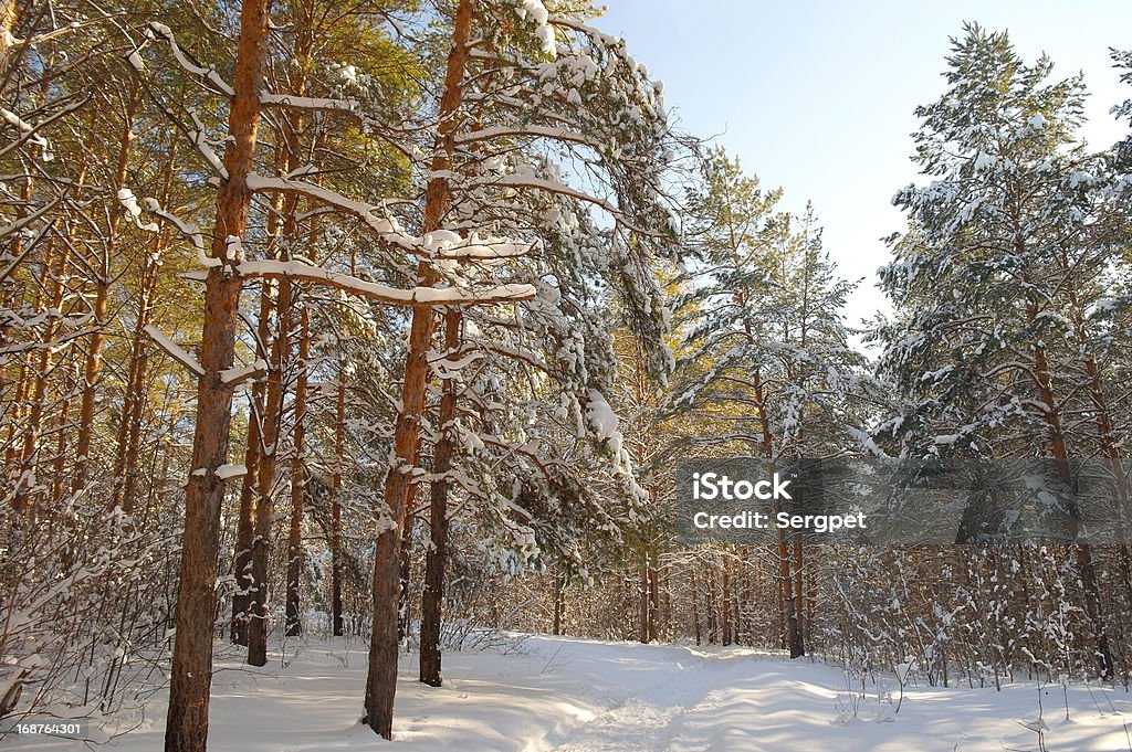 Paisaje de invierno en el bosque - Foto de stock de Aire libre libre de derechos