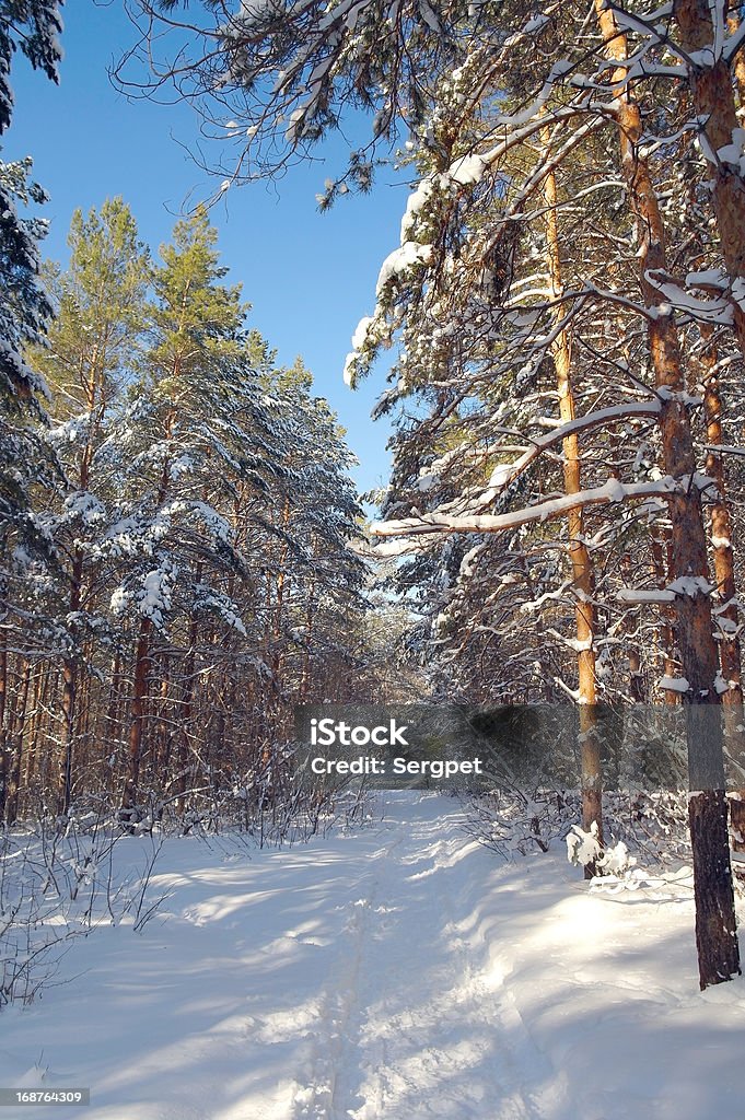 Winter-Landschaft im Wald - Lizenzfrei Baum Stock-Foto