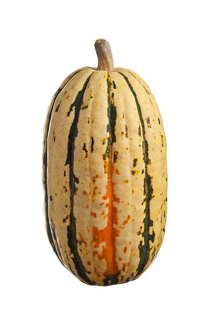 Delicata squash on a white background Delicata squash, also known as Peanut squash and Bohemian squash, is a winter squash with a thin skin and creamy pulp. The delicata squash is an heirloom variety winter squash and a source of vitamin A and vitamin C.  squash vegetable stock pictures, royalty-free photos & images