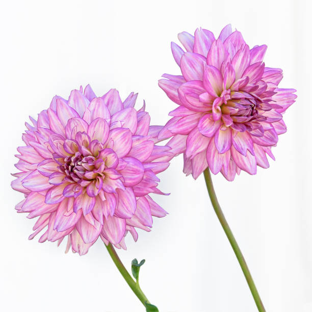 istock Two Pink Dahlias on white background 168765665
