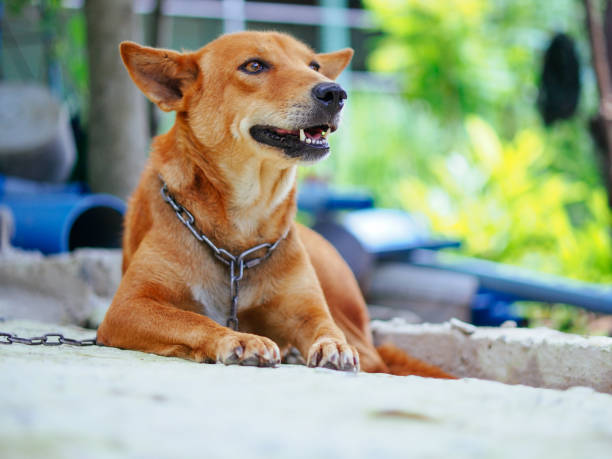 istock cute rural brown dog 1687662896