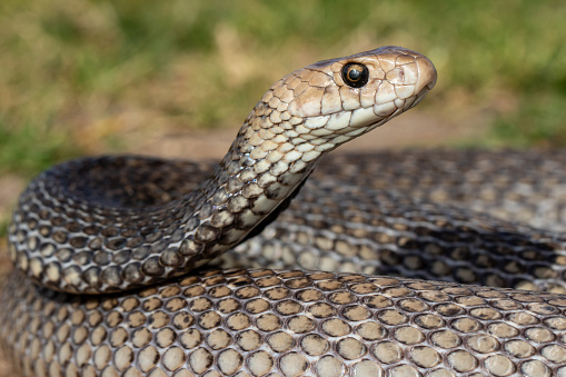 Australian highly venomous Eastern Brown Snake