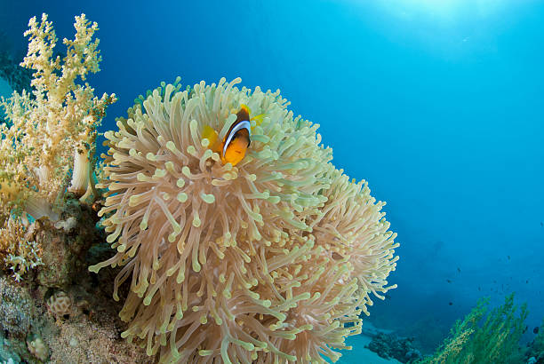 istock Red Sea Anemonefish with its anemone 168766772