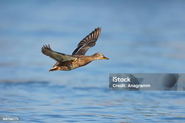 Germano Reale In Volo - Fotografie stock e altre immagini di Acqua - Acqua, Ala di animale, Ambientazione esterna