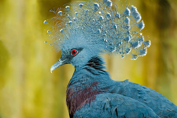 Cтоковое фото Величественный Виктория Crowned Голубь-крупная особь