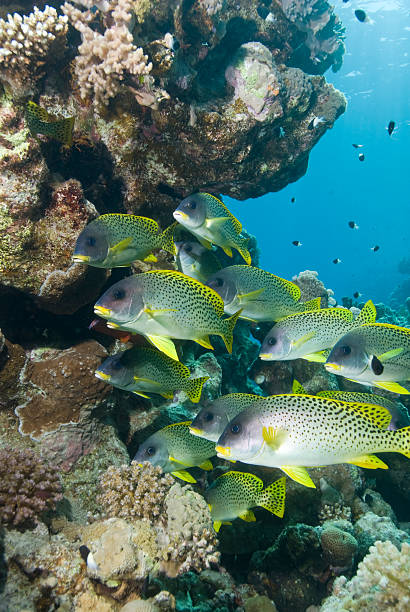 istock Blackspotted sweetlips next to a tropical coral reef 168767413