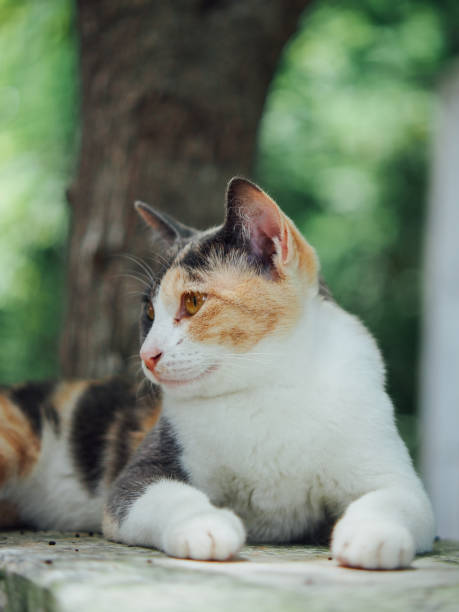 istock three colors cat in rural area 1687675510