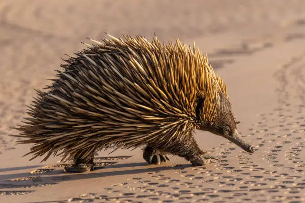 Wild Short-beaked Echidna walking across a National Park visitor centre path