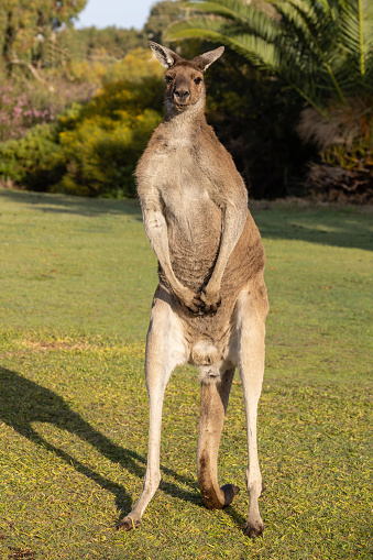 Male or Buck Western Grey Kangaroo standing on hind legs and tail in a defence stance