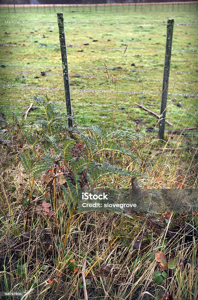 Bracken Fern Bracken fern, or bracken, is a native perennial fern found in open forest, or on cleared land where it can form extensive colonies and be a troublesome weed that is difficult to eradicate. Australia Stock Photo