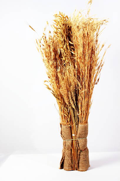 istock oat and wheat isolated on white background 168767843