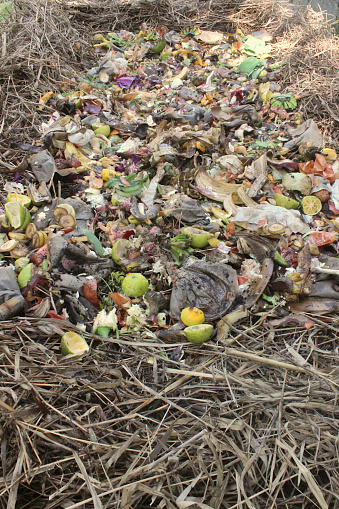 Organic waste, fruit and vegetable remains, and the like, on the composting windrow of a compost bin for the production of fertilizer.