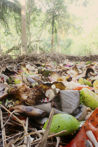 Organic waste, fruit and vegetable remains, and the like, on the composting windrow of a compost bin for the production of fertilizer.