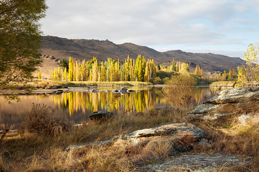 On the South Island of New Zealand, the sun shines on a typical Central Otago autumn scene. Schist rocks and golden tussocks line the lake shore, while golden poplar trees stand out against the dark mountains. The still water of the lake reflects the scene. The location is Butcher's Dam, a short distance from the town of Alexandra.