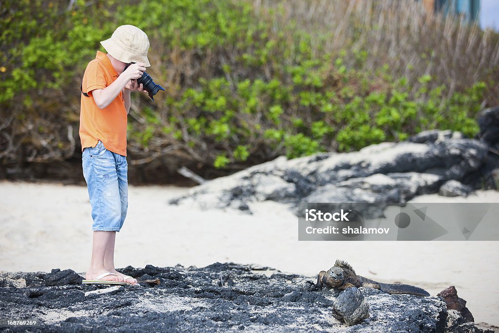 Young nature photographer Little boy photographing marine iguanas on volcanic rocks Boys Stock Photo