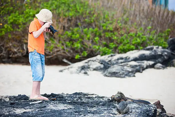 Little boy photographing marine iguanas on volcanic rocks