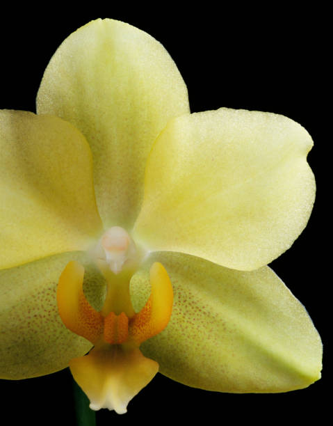 istock Yellow Phalenopsis Orchid 168769776