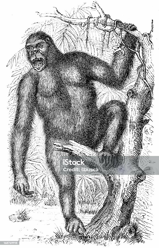 Gorilla (Troglodytes gorilla) 19th Century Style stock illustration