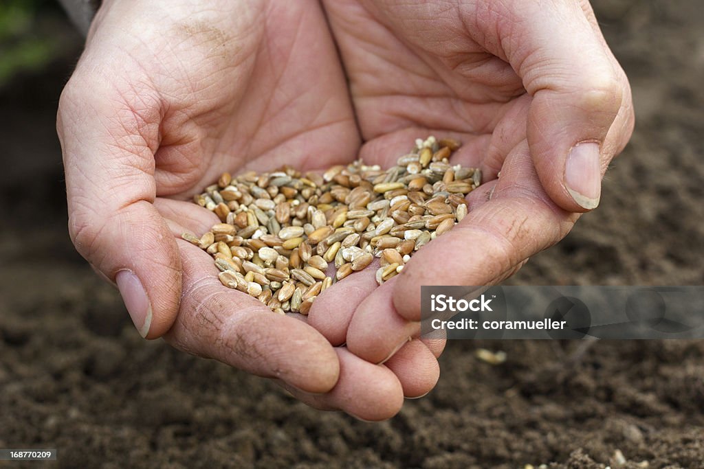 seeding hands with grain Agriculture Stock Photo