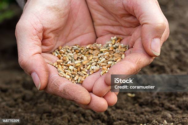 Seeding Stock Photo - Download Image Now - Agriculture, Brown, Cereal Plant