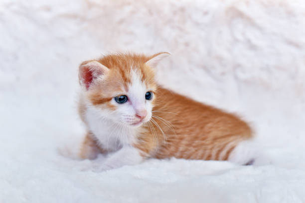 istock adorable kitten cat sitting comfortably on a fluffy white blanket 1687702352