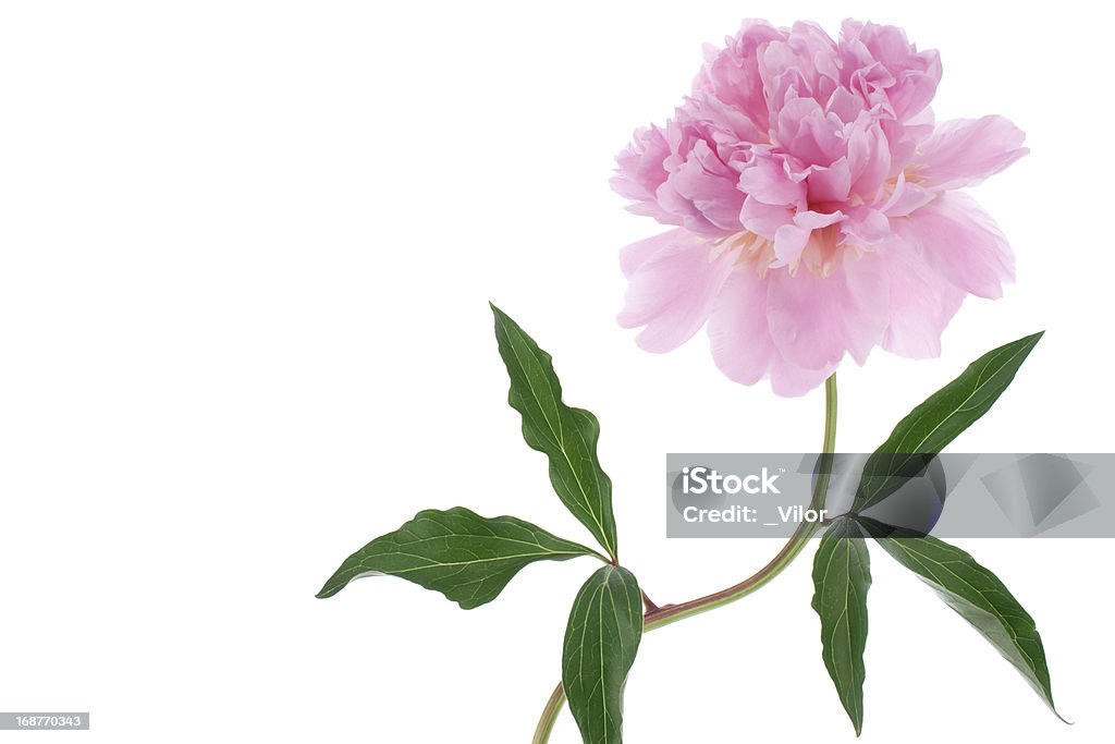 peony Studio Shot of Pink Colored Peony Isolated on White Background. Large Depth of Field (DOF). Macro. Beauty Stock Photo