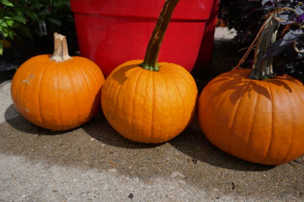 istock Bright orange pumpkins lined up three in a row outside 1687705532