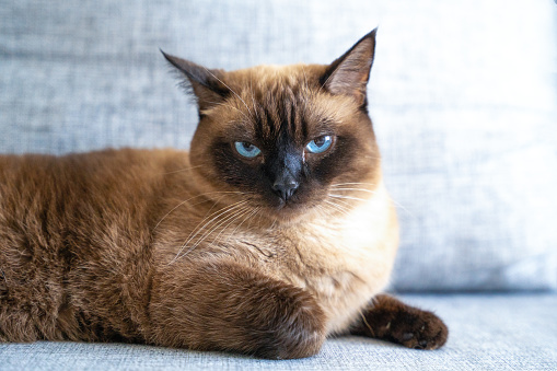 Portrait of impudent Siamese brown cat with blue eyes, imposingly lying on couch, looks accusingly from under his brows Pet with inflamed eye, conjunctivitis, dirt, infection Severe pet warden of home