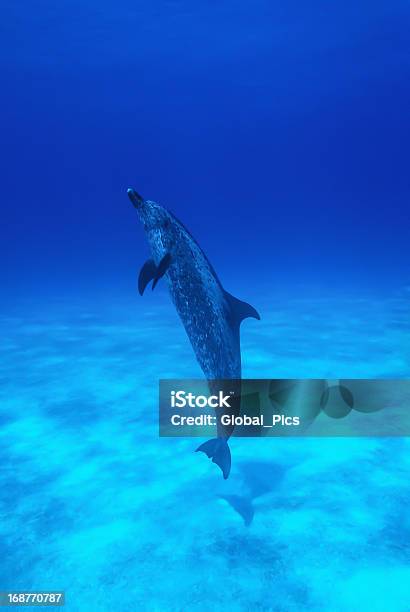 Golfinho - Fotografias de stock e mais imagens de Bahama Banks - Bahama Banks, Golfinho, Golfinho-pintado-pantropical