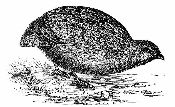 Common Quail (Coturnix Coturnix) Common Quail (Coturnix Coturnix) coturnix quail stock illustrations