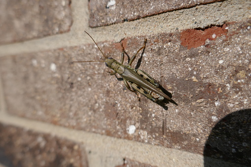 A detailed photo of grasshopper on a white wall.