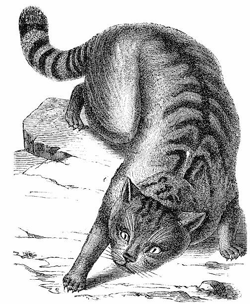 야생고양이 (felis catus - catus stock illustrations