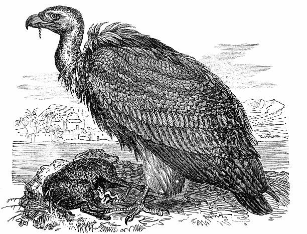 ilustrações de stock, clip art, desenhos animados e ícones de grifo comum (gyps fulvus) - griffon vulture