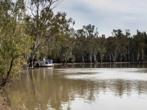 Paddleboat moored on the shoreline of the lake surrounded by large River Red Gums in Barmah National Park