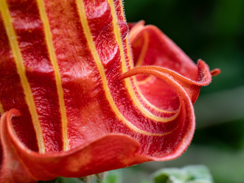 Close up of Angel's Trumpet flower