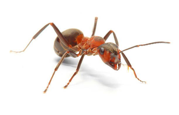 istock The Red Wood Ant (Formica Rufa). 168772509