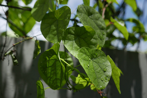 Dew or rain drops on leafy foliage