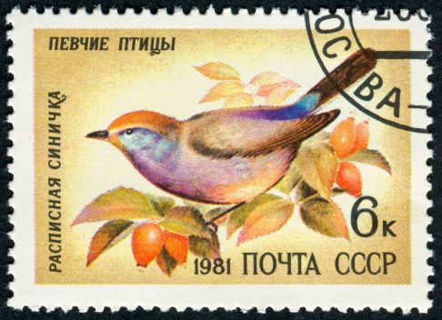 Cancelled Soviet Stamp Of A White-Browed Tit-Warbler