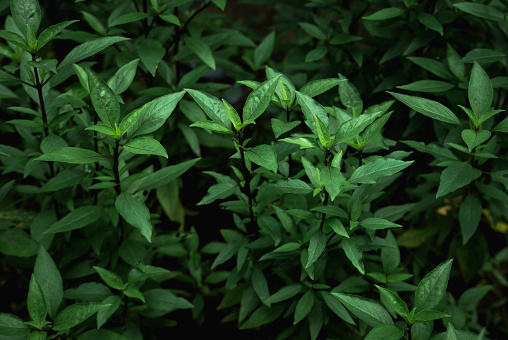 Close-up of fresh Thai basil plants in a plant nursery. The leaves of the plant basil is a popular Asian herb in cooking and the Southeast Asian cuisine. Photographed in horizontal format.