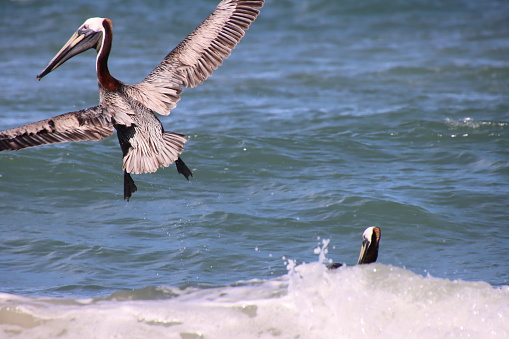 Brown pelican birds flying and diving in blue sky and blue ocean sea water waves and horizon.