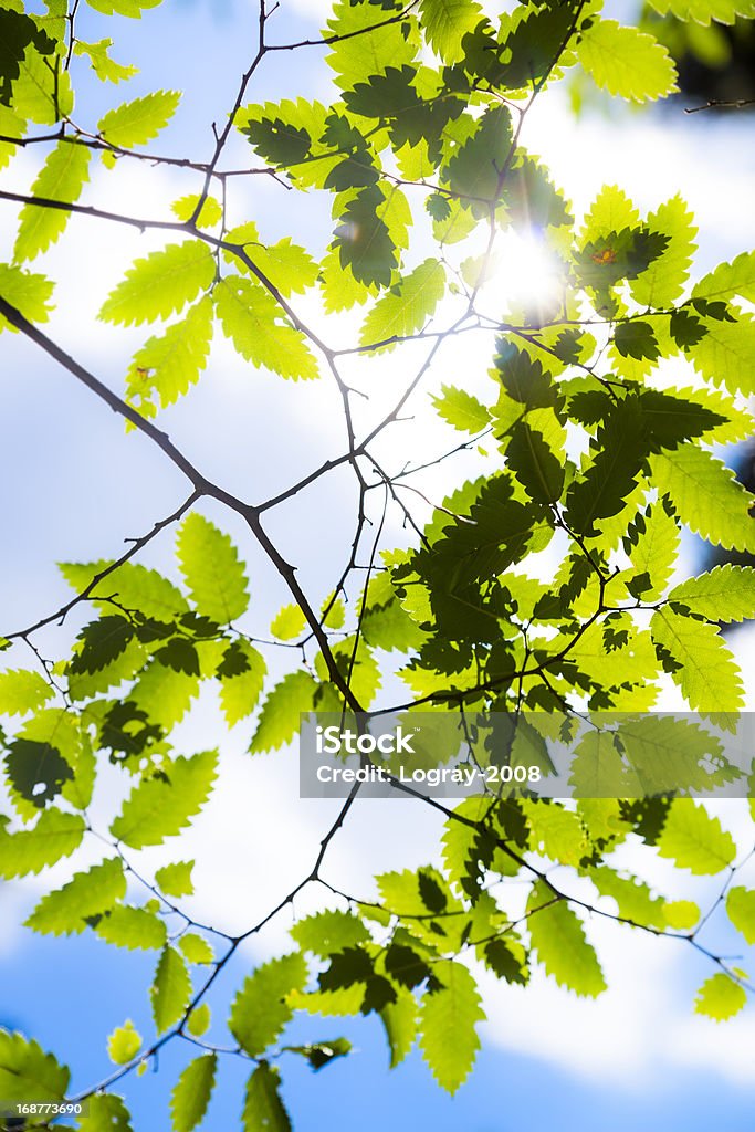 枝グリーン leafes で晴れた日 - カラフルのロイヤリティフリーストックフォト