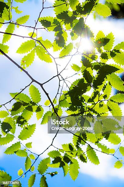 枝グリーン Leafes で晴れた日 - カラフルのストックフォトや画像を多数ご用意 - カラフル, マクロ撮影, 人物なし