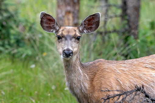 Doe deer looking at camera in southwest Colorado, in western USA of North America.