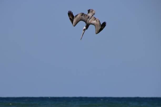 istock Pelican bird in flight over ocean waves. 1687742310