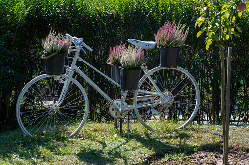 White retro vintage  bicycle with Calluna vulgaris, common heather, ling, heather flowering in the summer.
