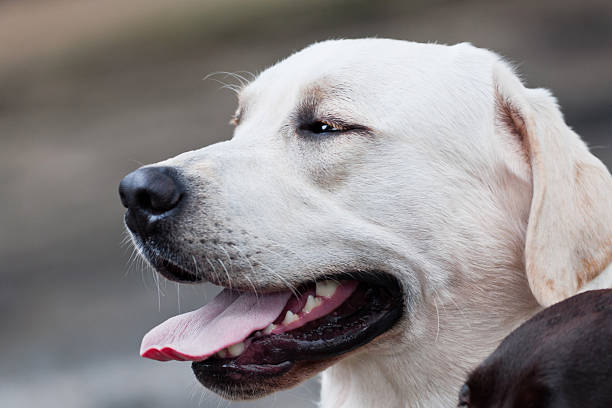 close up of male yellow labrador retriever dog
