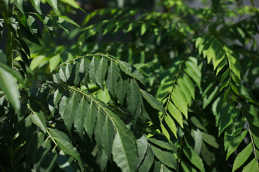 The curry leaf tree is a tropical to sub-tropical tree in the family Rutaceae, and is native to India. Its leaves are used in many dishes in the Indian subcontinent. Scientific name - Murraya koenigii. It also call salam kola in sumatra island Indonesia