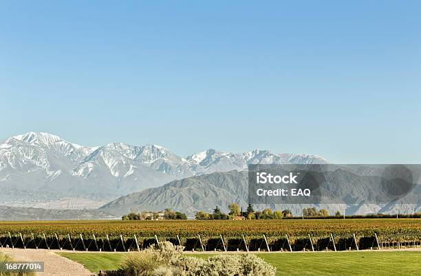 Foto de Vinhedo Em Pés Da Cordilheira Dos Andes e mais fotos de stock de Fileira - Fileira, Montanha, Verão