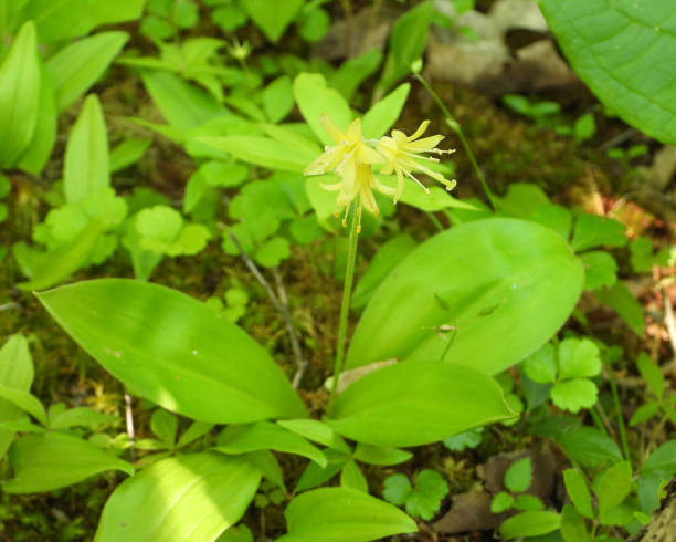 istock Clintonia borealis (Bluebead) Native North American Wildflower 1687777619